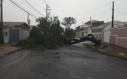 Árvore cai e quase atinge carro durante temporal no Jardim Conceição; veja vídeo