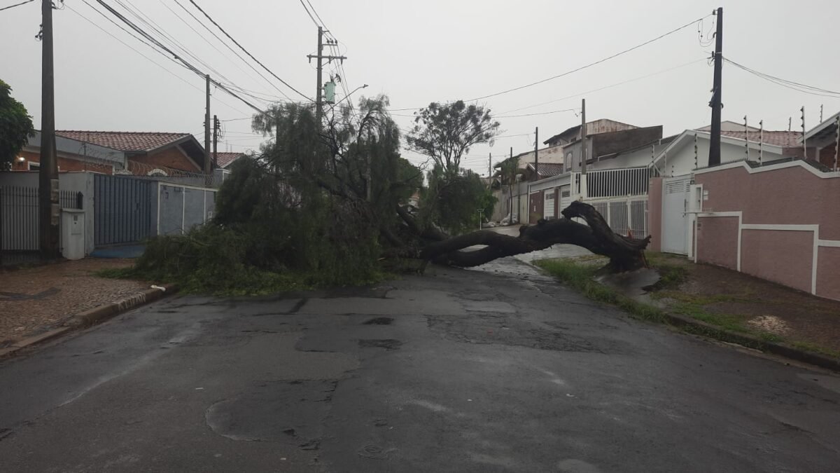 Árvore cai e quase atinge carro durante temporal no Jardim Conceição; veja vídeo